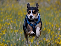 Rat Terrier (Sydney) in Motion  Rat Terrier (Sydney) in Motion : dog terrier pet sydney